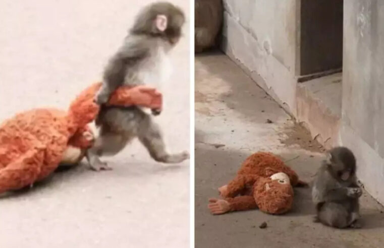 Peluş oyuncakla “anne sevgisi” gideren bebek maymunun bakıcısı konuştu