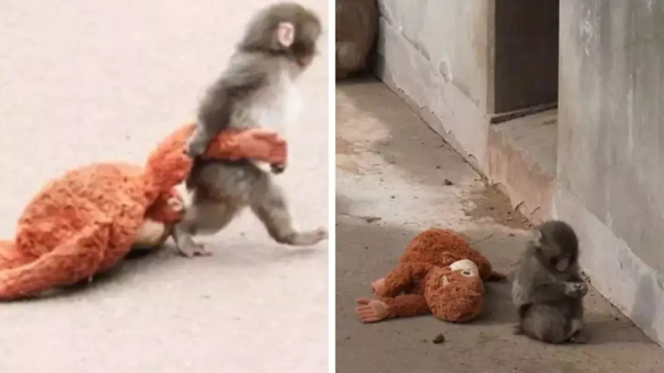 Peluş oyuncakla “anne sevgisi” gideren bebek maymunun bakıcısı konuştu