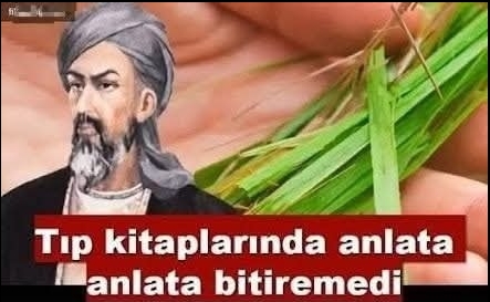 Dünya tıpta damga vuran bitki Beyin ve Damar Tıkanıklığı Dünya tıpta damga vuran bitki!