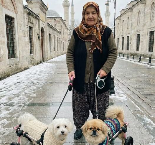 kurtardığım köpekler