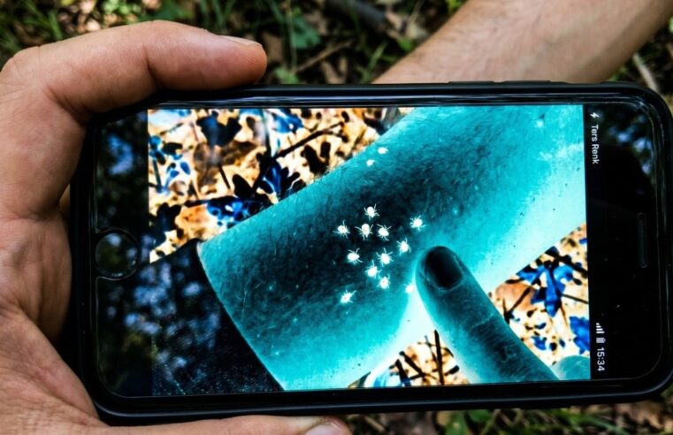 Keneleri fark etmek artık çok kolay: Telefonunuzda bu modu açın