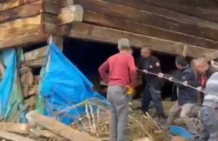 Kastamonu’da ağıl çöktü: Sağım yapan kadın ve onlarca hayvan göçük altında can verdi