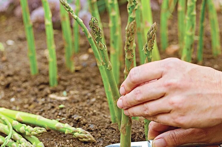 Mevsimlik işçi devri bitiyor: Artık tarlalarda onlar olacak